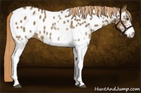 Horse Color:White Spotted Liver Red Dun Roan Blanket Rabicano 