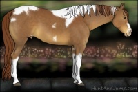 Horse Color:Chestnut Tobiano Frame Appaloosa 