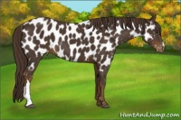 Horse Color:Liver Chestnut Near Leopard 