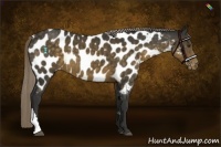 Horse Color:Chocolate Palomino Appaloosa 