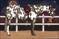 Horse Color:Chocolate Palomino Near Leopard 
