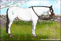 Horse Color:Liver Chestnut Appaloosa 