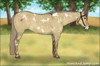 Horse Color:White Spotted Chocolate Palomino Dun