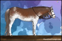 Horse Color:White Spotted Liver Chestnut 