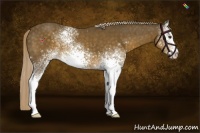 Horse Color:White Spotted Chocolate Palomino Sabino 
