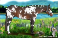 Horse Color:White Spotted Liver Chestnut