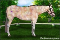 Horse Color:Nacre Bay Ice Roan