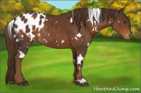 Horse Color:White Spotted Liver Chestnut Appaloosa Rabicano