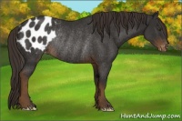 Horse Color:Liver Chestnut Appaloosa Rabicano