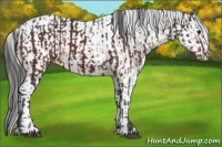 Horse Color:Bay Sabino  and Bay Sabino Appaloosa 