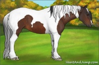 Horse Color:Bay Tobiano 