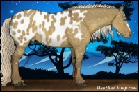 Horse Color:Chocolate Palomino Dun Appaloosa