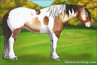 Horse Color:Buckskin Onyx Tobiano Appaloosa 