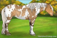 Horse Color:White Spotted Silver Buckskin Appaloosa Rabicano