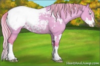 Horse Color:Watercolor White Spotted Gold Champagne Dun Splash Appaloosa 