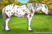 Horse Color:Liver Chestnut Sabino Appaloosa 