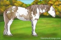 Horse Color:White Spotted Chocolate Palomino Sabino Splash Varnish Rabicano 