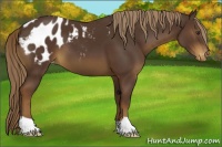 Horse Color:Liver Chestnut Appaloosa