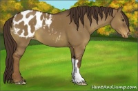Horse Color:Liver Red Dun Appaloosa 