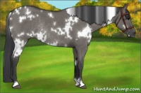 Horse Color:White Spotted Grullo Roan Rabicano