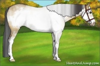 Horse Color:Brown Roan Dun Sabino Frame Rabicano 