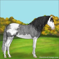 Horse Color:Blue Roan Splash Snowflake Varnish
