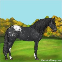 Horse Color:Black Appaloosa 