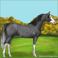 Horse Color:Blue Roan Splash Appaloosa 