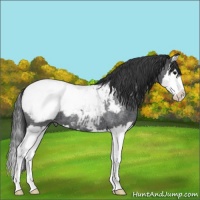 Horse Color:Blue Roan Splash Snowcap 