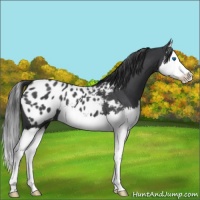 Horse Color:Blue Roan Splash Appaloosa 
