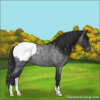 Horse Color:Blue Roan Appaloosa 