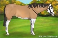 Horse Color:Buckskin Splash 