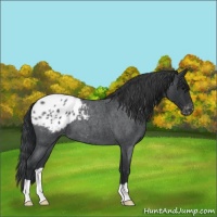 Horse Color:Blue Roan Appaloosa