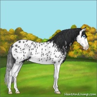 Horse Color:Blue Roan Splash Appaloosa 