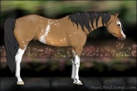 Horse Color:White Spotted Bay Dun