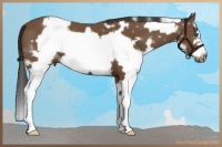 Horse Color:White Spotted Bay Splash Frame 