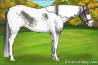 Horse Color:White Spotted Grullo Tobiano 