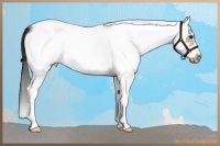 Horse Color:White Spotted Bay Roan Splash Frame Appaloosa