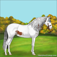 Horse Color:White Spotted Bay Splash Tobiano 