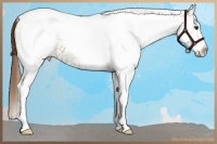 Horse Color:White Spotted Chestnut Tobiano Varnish