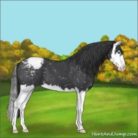 Horse Color:Blue Roan Splash Snowflake Varnish