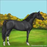 Horse Color:Blue Roan 
