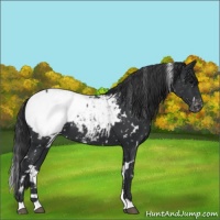Horse Color:White Spotted Black Appaloosa 