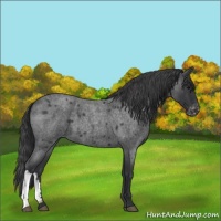 Horse Color:Blue Roan Varnish 