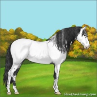 Horse Color:Blue Roan Fewspot 