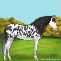 Horse Color:Blue Roan Splash Appaloosa 