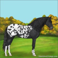 Horse Color:Black Appaloosa 