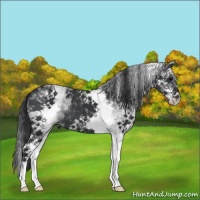 Horse Color:White Spotted Black 
