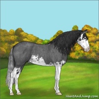 Horse Color:Blue Roan Splash 