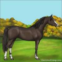 Horse Color:Liver Chestnut Sabino 
